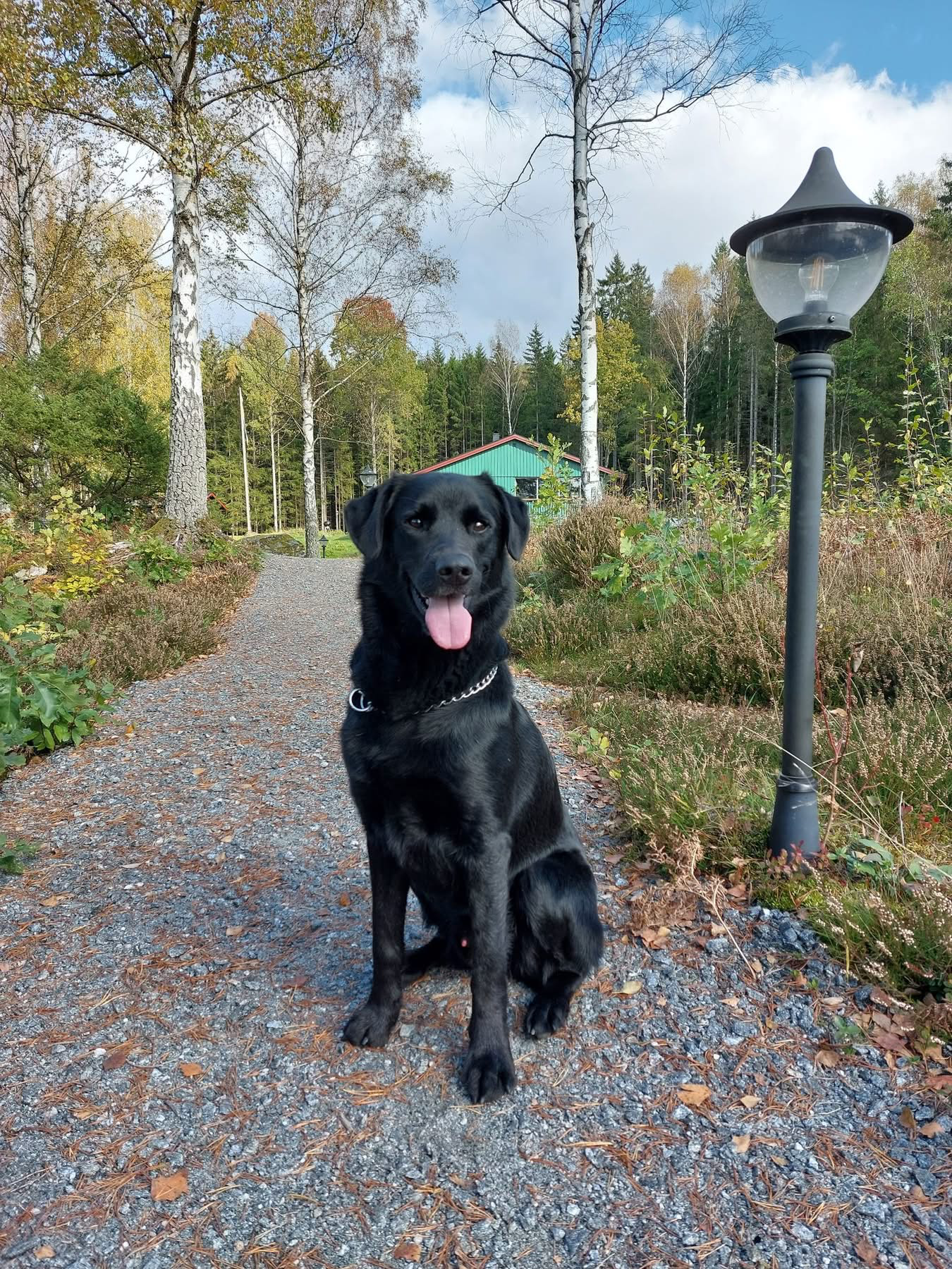 Xingfu på Älvbacken B&B – fyrbent vän som sprider glädje och välkomnar gäster
